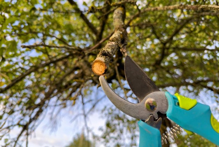 Taille de haie, techniques et conseils pour des bordures impeccables